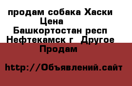 продам собака Хаски › Цена ­ 10 - Башкортостан респ., Нефтекамск г. Другое » Продам   